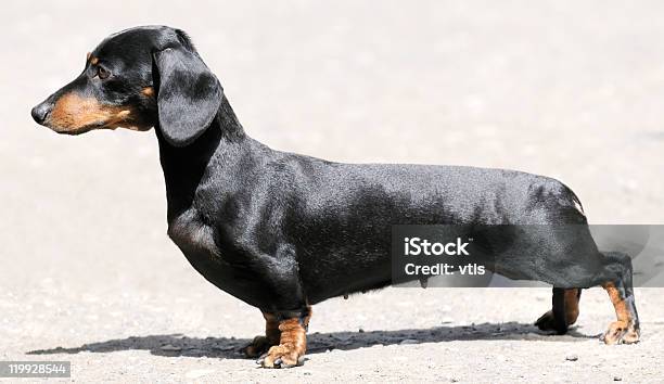 Dackel Stehen Stockfoto und mehr Bilder von Bewegungsunschärfe - Bewegungsunschärfe, Braun, Dackel