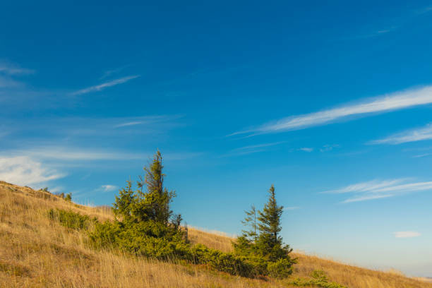 istock spring time mountain landscape diagonal hill land horizon line with small pine trees scenic view natural environment and vivid blue sky background 1199286625