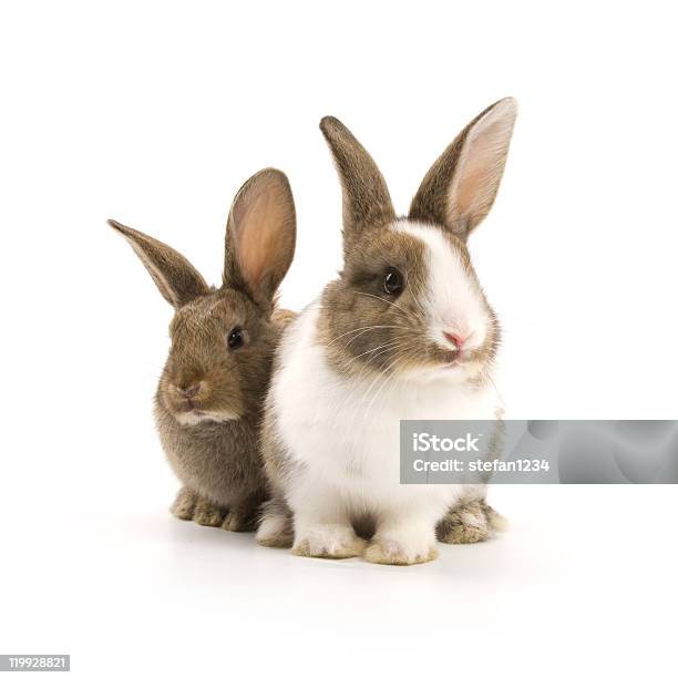 Bunnies Stock Photo - Download Image Now - Animal, Animal Body Part, Animal Ear