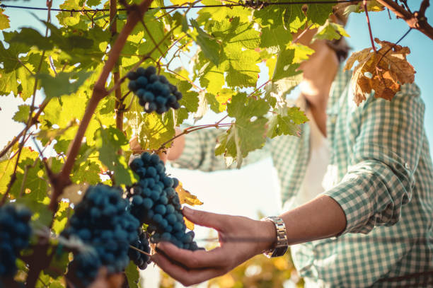 istock Woman harvesting the grapes 1199289264