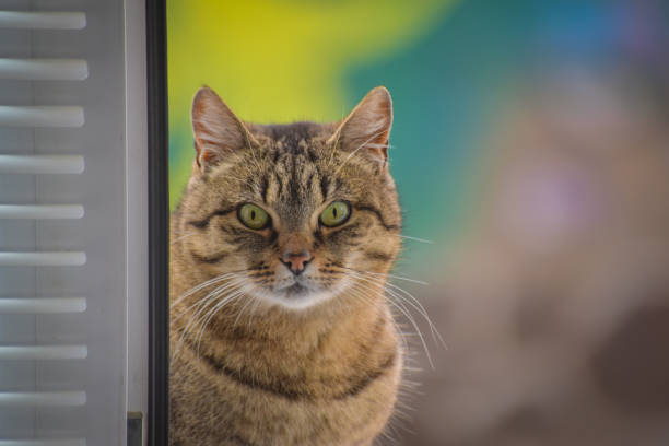 istock Portrait of a watching cat 1199289520