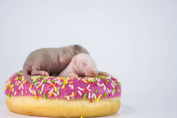 rats are small and cute children. Symbol of 2020. rats are small and cute children. Symbol of 2020. Chinese New Year. in a pink sweet and mouth-watering donut baby mice stock pictures, royalty-free photos & images