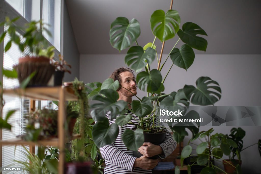 Indoors Gardening, Young Redhead Man Potting An Exotic Plant, Monstera Deliciosa Young man taking good care of indoors plant. Indoors gardening concept. Plant Stock Photo