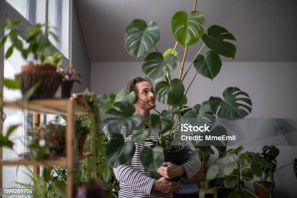 Indoors Gardening Young Redhead Man Potting An Exotic Plant Monstera Deliciosa Stock Photo - Download Image Now