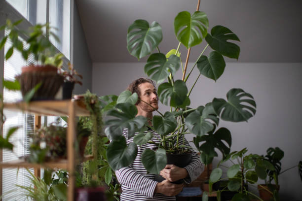 jardinagem dentro de casa, homem redhead novo que embebe uma planta exótica, monstera deliciosa - cheese plant - fotografias e filmes do acervo