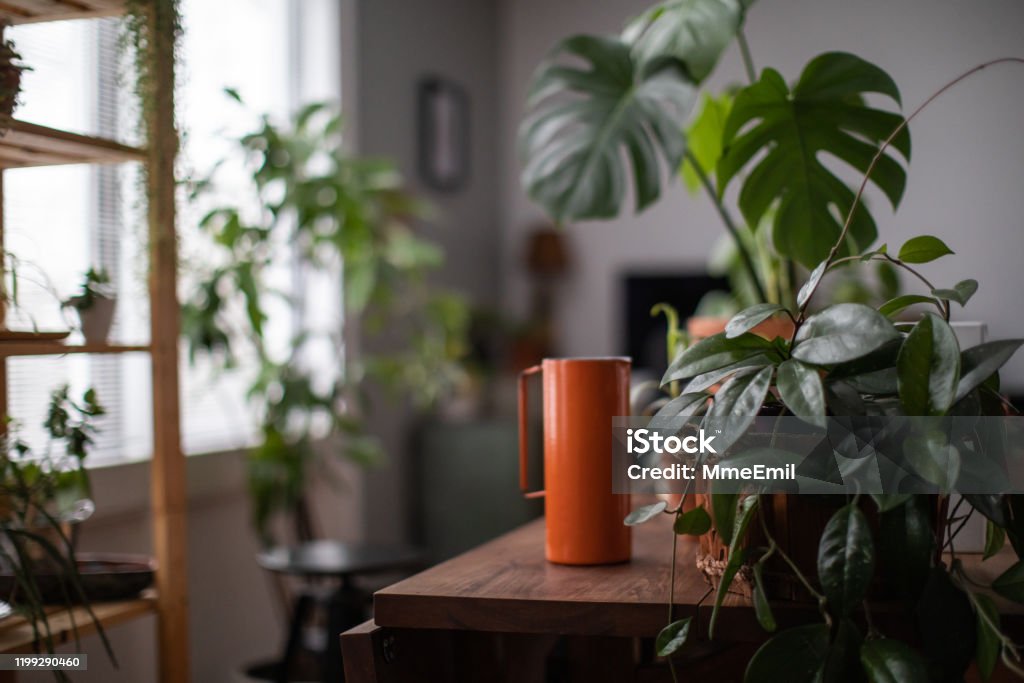 Watering Houseplant, Indoors Gardening Concept It’s watering day. Houseplant and watering jar on a table in a cozy living room Plant Stock Photo