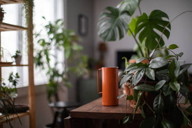 Watering Houseplant, Indoors Gardening Concept It’s watering day. Houseplant and watering jar on a table in a cozy living room low lighting stock pictures, royalty-free photos & images