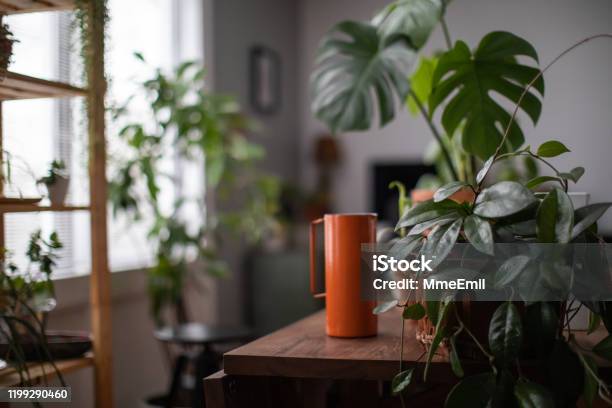 Watering Houseplant Indoors Gardening Concept Stock Photo - Download Image Now - Plant, Houseplant, Domestic Life