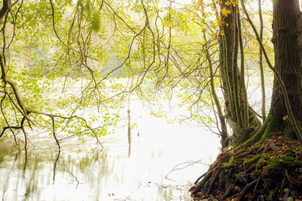 istock Big green tree in the park at the lake 1199291272