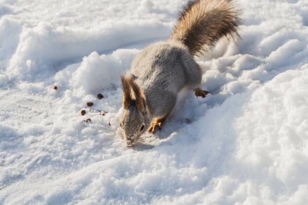 un écureuil gris et rouge amusant avec les yeux noirs lumineux est sur un fond blanc de neige en hiver - squirrel red squirrel black forest forest photos et images de collection