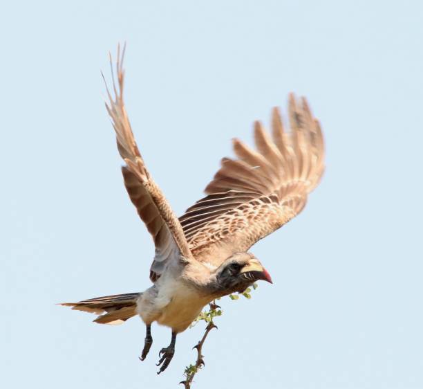 istock Birds of Africa. 1199292855