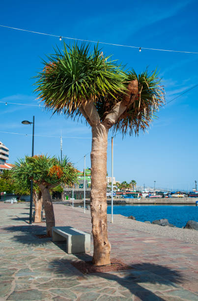Candelaria, Tenerife, Spain - 27 December 2019,  Small port in the village Candelaria in Tenerife, Canary Island, Spain,