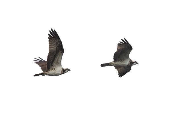 istock Cropped image of osprey in flying. 1199293069