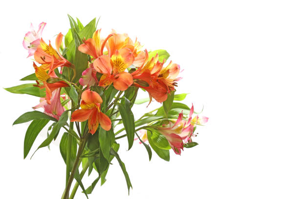 istock alstroemeria in a white background 1199293093