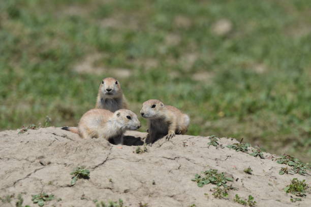 istock Young Prairie Dogs on Alert 1199295116