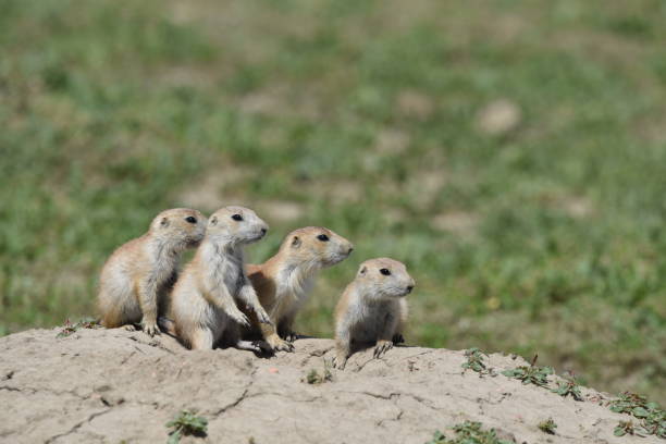 istock Young Prairie Dogs on Alert 1199295670