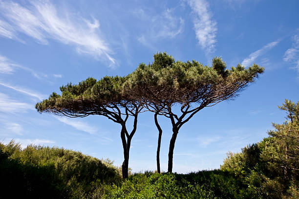 pinheiro manso - clear sky italy tuscany image imagens e fotografias de stock