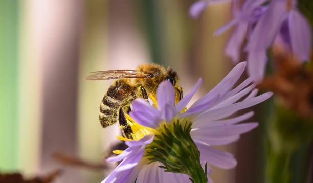 istock A bee collects nectar on a flower 1199296245