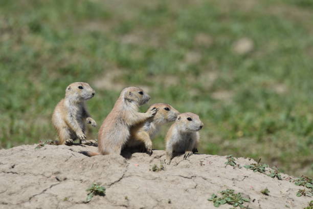 istock Young Prairie Dogs on Alert 1199296249