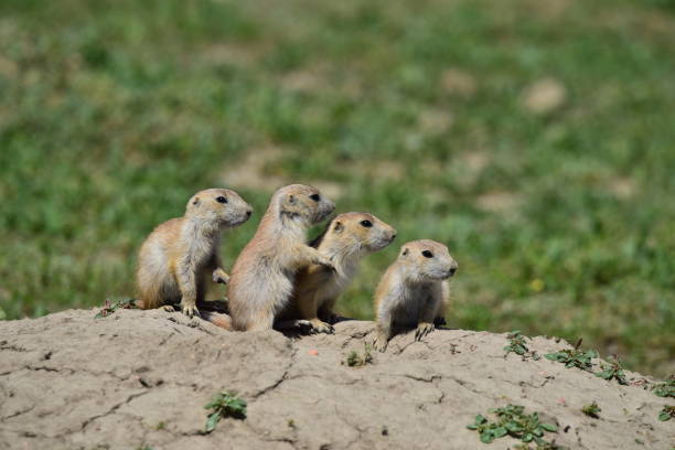 istock Young Prairie Dogs on Alert 1199296662