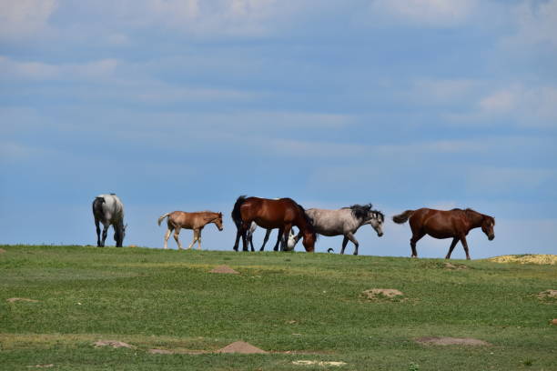 istock Wild Horses Graze in a Prairie Dog Field 1199296664