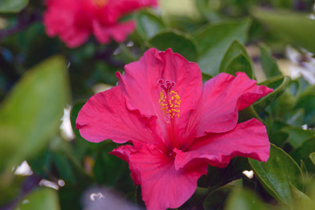istock Big red hibiscus flower, Chinese rose. 1199296823