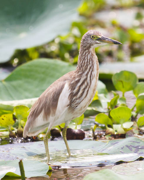 A single Indian Pond Heron (Ardeola grayii) walks on lily pads in an irrigation channel near Kandy