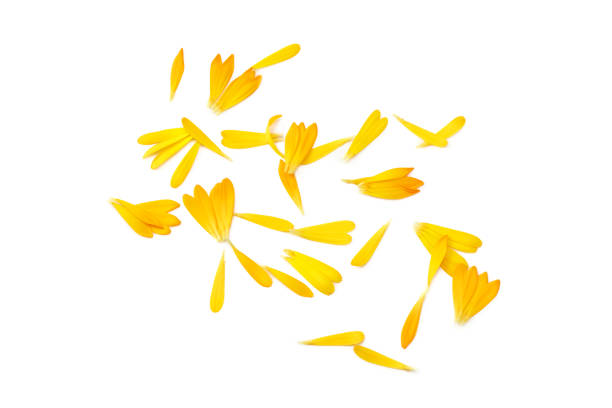 Bright marigold flowers isolated on white background. calendula petal