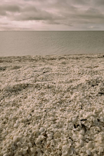Shell beach in Western Australia. Under the cloudy sky, countless seashells scattered shore and sea views.