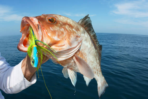 660+ Deep Sea Fishing Lures Stock Photos, Pictures & Royalty-Free