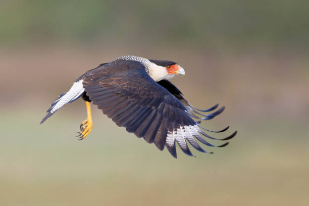istock Northern Crested Caracara (Caracara cheriway) flying, Texas, USA 1199301943