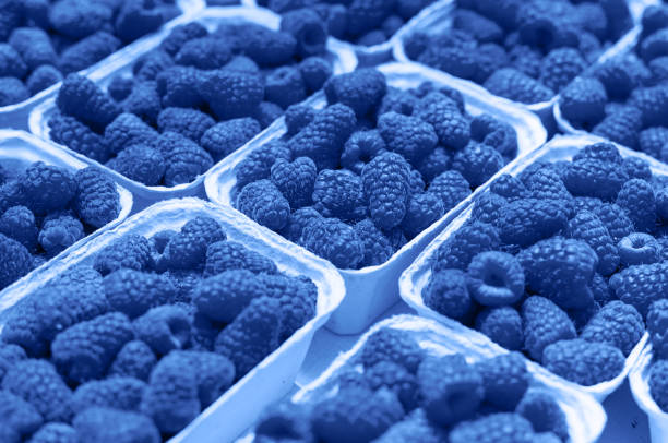 Fresh raspberry on a market in paper box containers. Photographed at an angle from above, image monochrome toned. Color of the year. Beautiful blue background for design