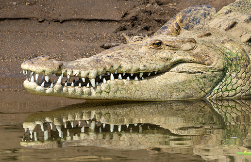 Close-up of the head of American Crocodile. This photograph was taken midday with full frame camera and G telephoto lens.