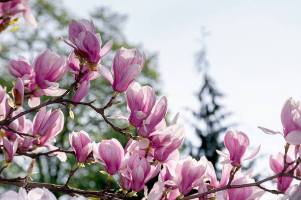 istock pink blossom of magnolia tree 1199302854