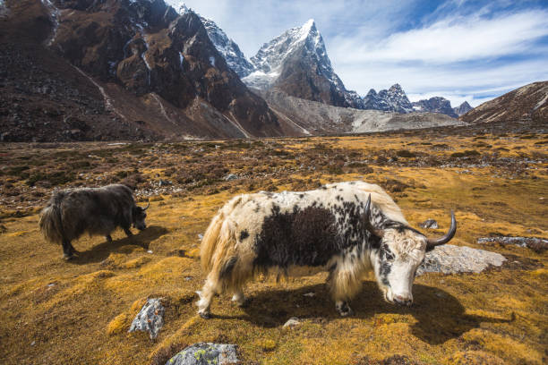 istock Yak graze in Himalayan mountains of Nepal 1199304999