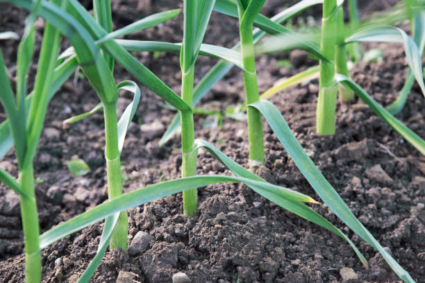 istock Cultivation of garlic 1199306119