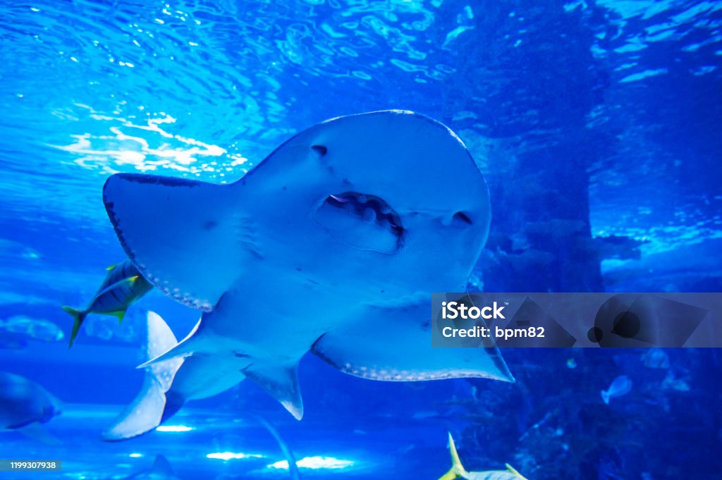 Shark Like Rays Shark Ray Stock Photo - Download Image Now - Animal Wildlife, Animals ...