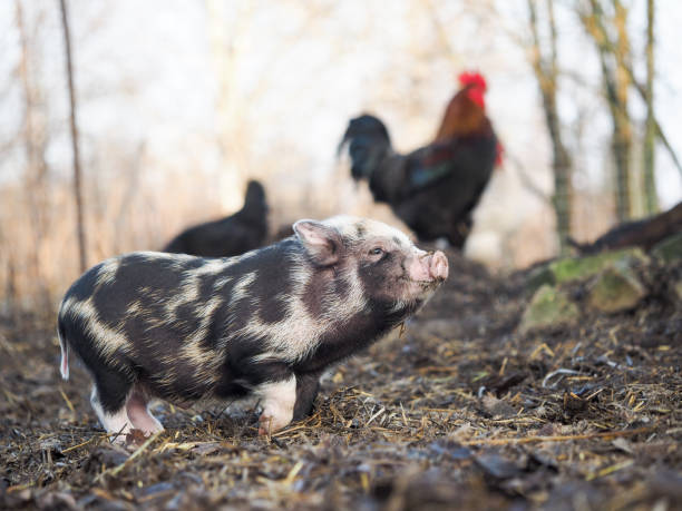 istock Funny little pig walking on the farm 1199308481