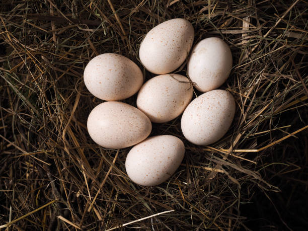 istock Large poultry eggs lie in the hay 1199308613
