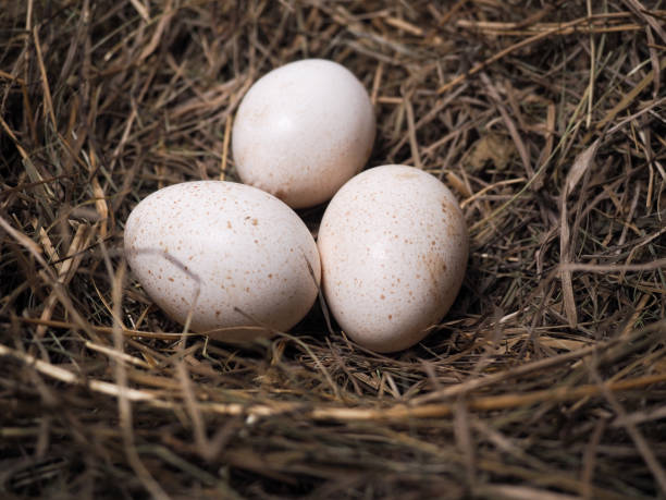 istock Large poultry eggs lie in the hay 1199308678