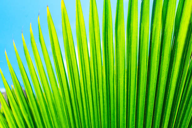 Striped of palm leaf. Abstract green texture.