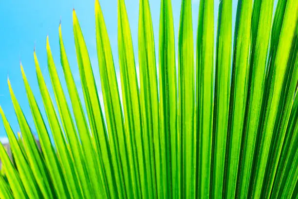 Photo of Striped of palm leaf. Abstract green texture.