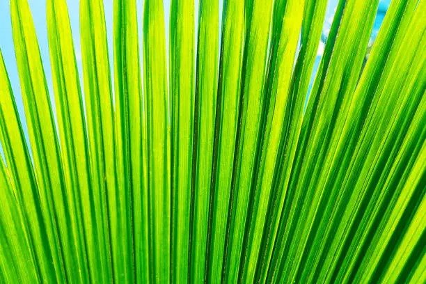 Photo of Striped of palm leaf. Abstract green texture.