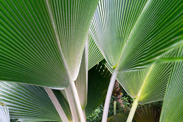 Striped of palm leaf. Abstract green texture.