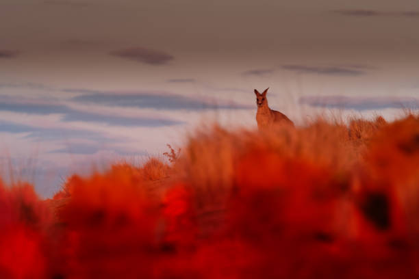 ベネットのワラビー - マクロプス・ルフォグリセウス、また赤い首のワラビー、近くに立って、オーストラリアの火災から逃げる。オーストラリアの燃える森 - wallaby kangaroo australian culture australia ストックフォトと画像