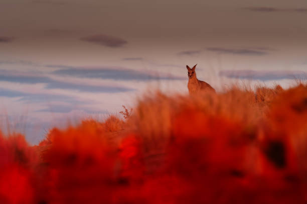 wallaby bennett - macropus rufogriseus, também wallaby de pescoço vermelho, de pé perto e fugindo do fogo na austrália. floresta ardente em austrália - wallaby kangaroo australian culture australia - fotografias e filmes do acervo