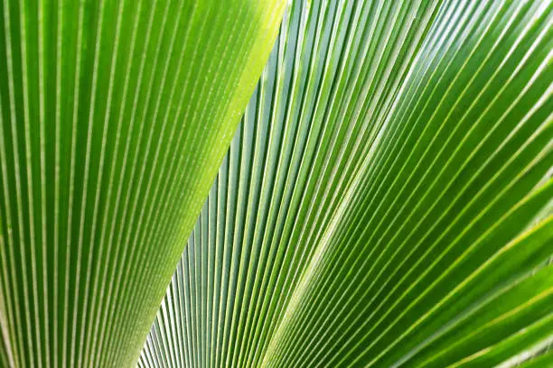 Photo of Striped of palm leaf. Abstract green texture.