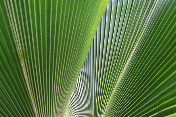 istock Striped of palm leaf. Abstract green texture. 1199308950