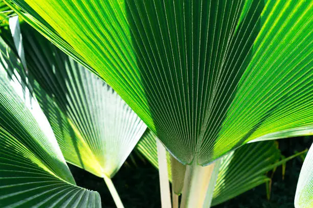 Photo of Striped of palm leaf. Abstract green texture.