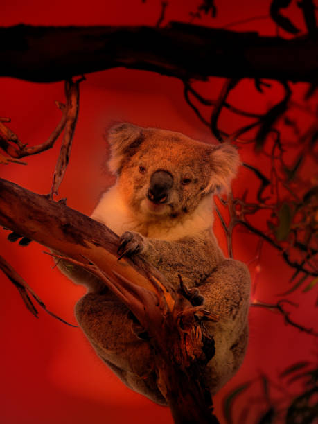 istock Koala - Phascolarctos cinereus on the tree in Australia, climbing on eucaluptus while the fire on the background. Burning forest in Australia 1199309605